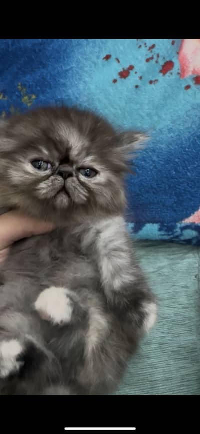 Full pure pikki female only 45 days