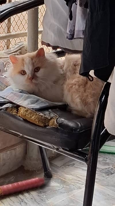 Persian Punch face Male cat triple coated age 1.5 years