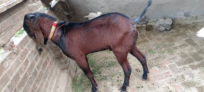 Bakra for sale
