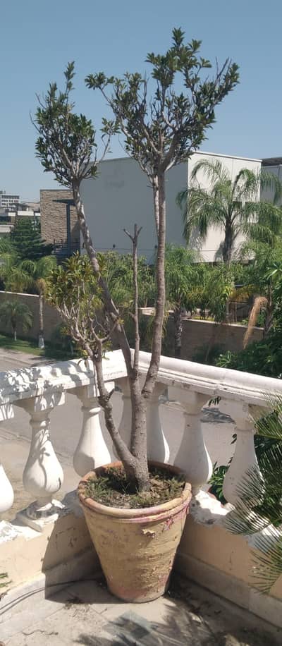 Ficus Plant