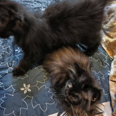 triple coated Persian female kitten for sale