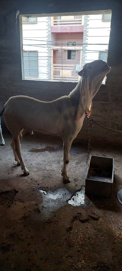 gulabi Ando bakra