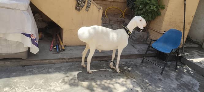 sheep