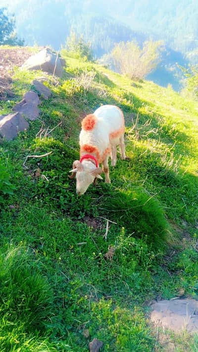 very beautiful and heavy weight long tail sheep for sale