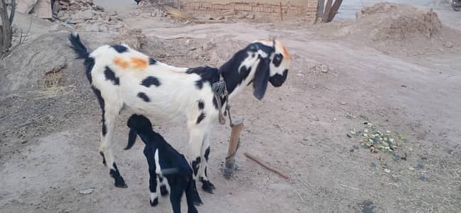 Bakri for Sale