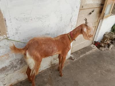 goat for sale