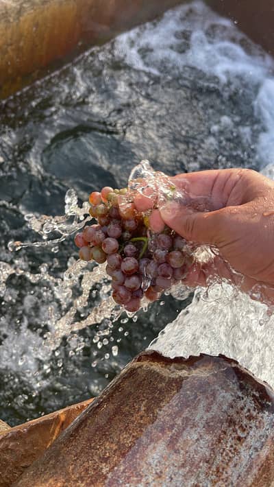 Fresh Grapes Available at bulk quantity
