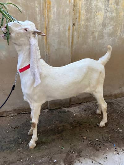 Heavy weight qulabi for qurbani 2026