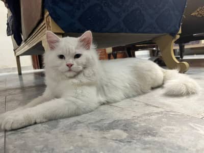 Male Persian Double Coat Trained Cat