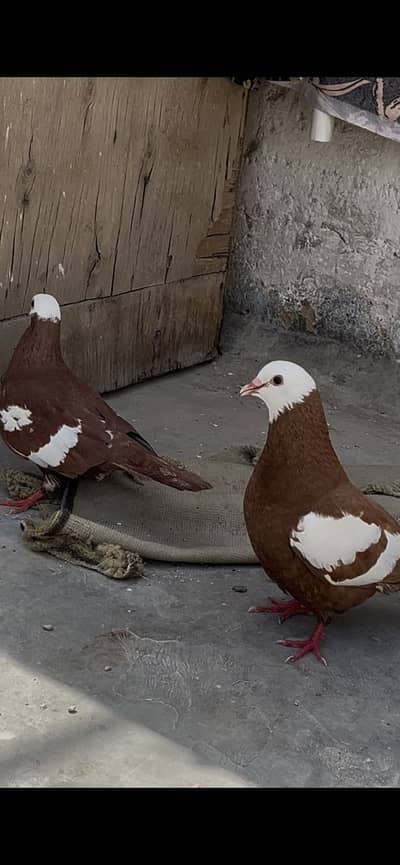 Lal jogia pair for sell