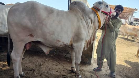 Sibbi bull 2 teeth 10 mann Karachi Bhains colony mandi