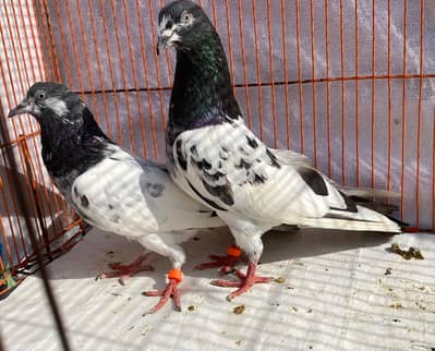 Teddy bredr pair avil