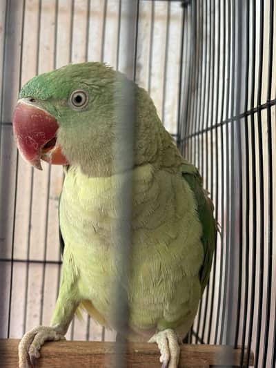 Raw female