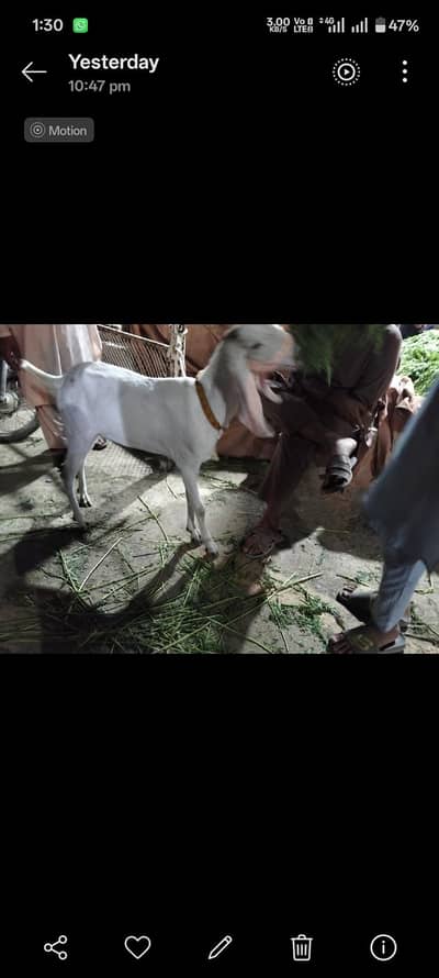 rajanpuri gulabi