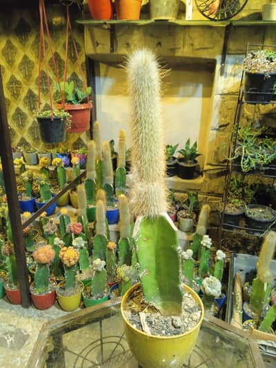 Cactus Plants