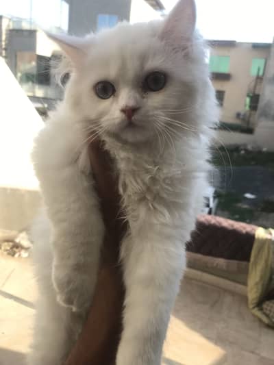 Persian kitten