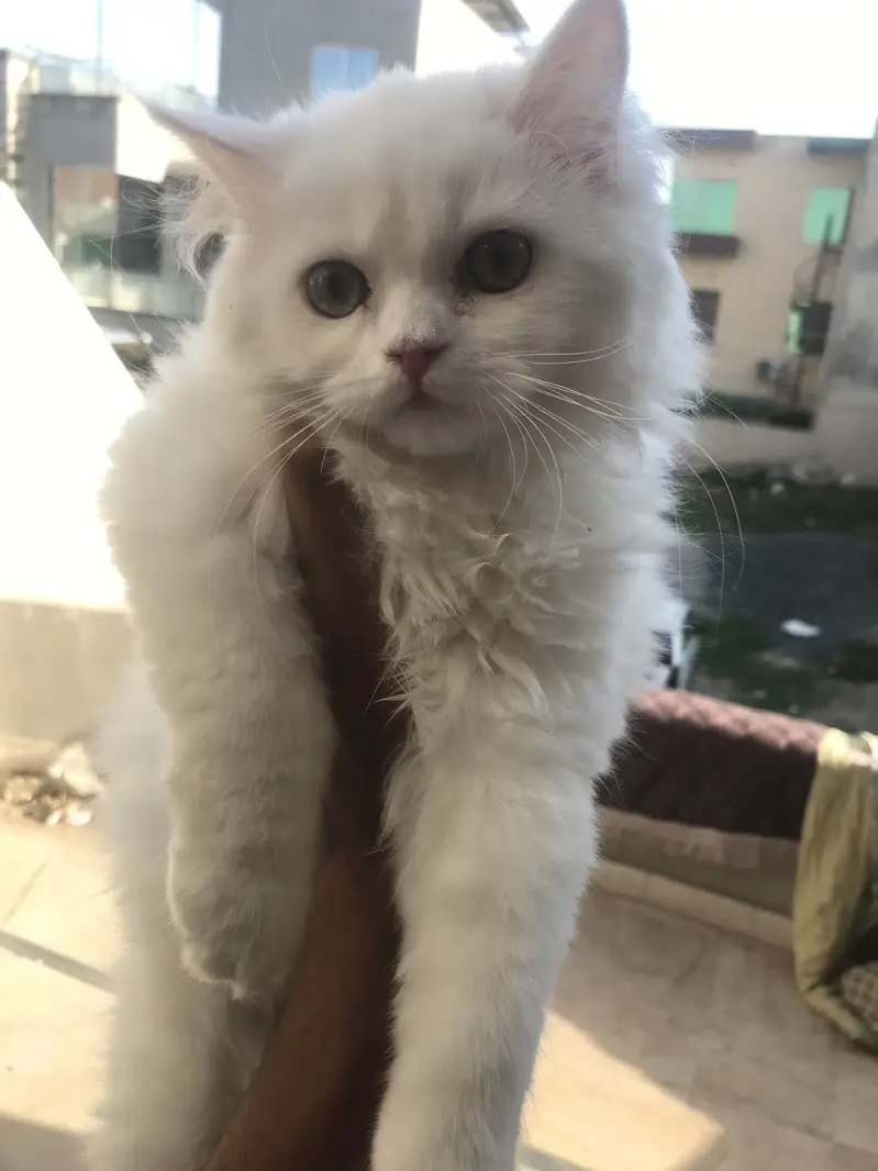 Persian kitten