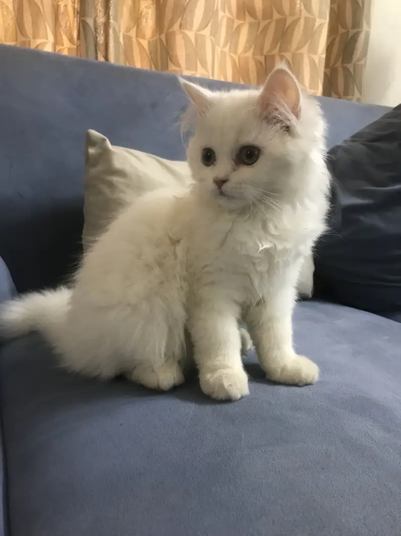 Persian kitten — photo 2