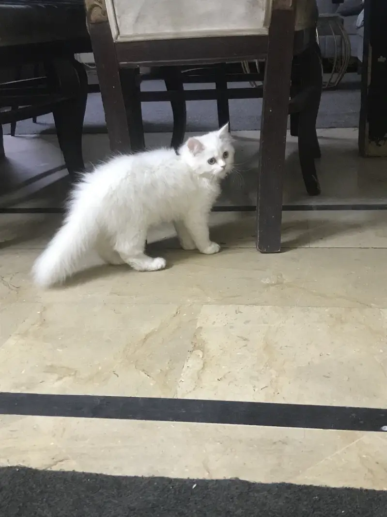 Persian kitten — photo 3
