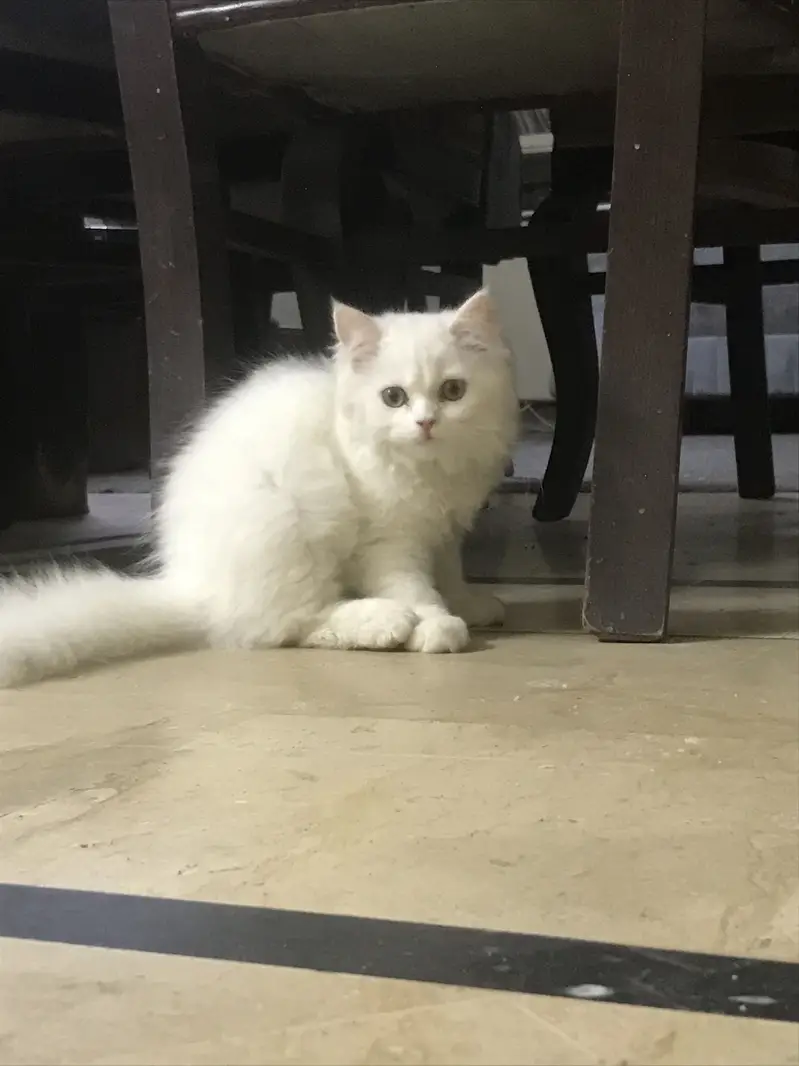 Persian kitten — photo 4
