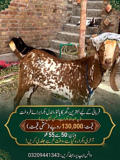 qurbani bakra, andul bakra, bakra, ghar ka oallto bakra, bakra
