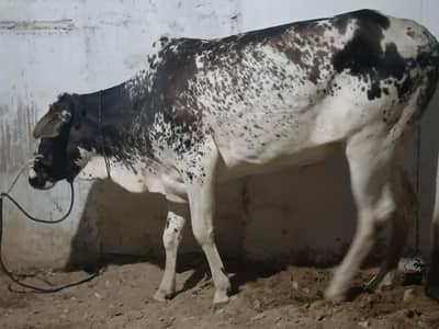 Qurbani bachri fresh 2 dant