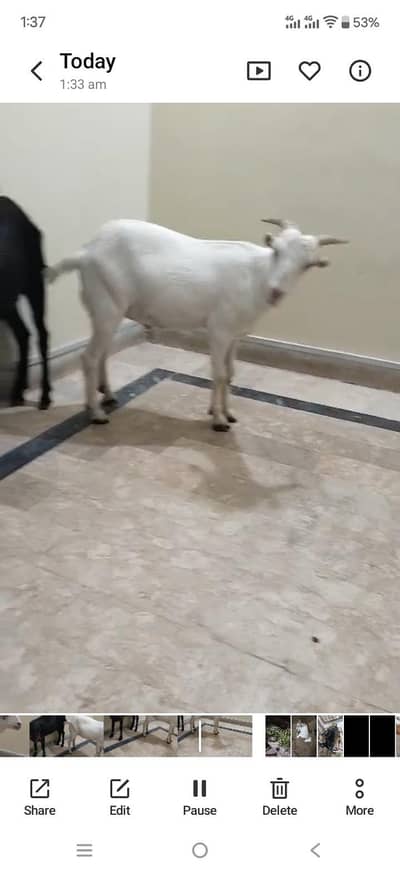 Qurbani Bakra
