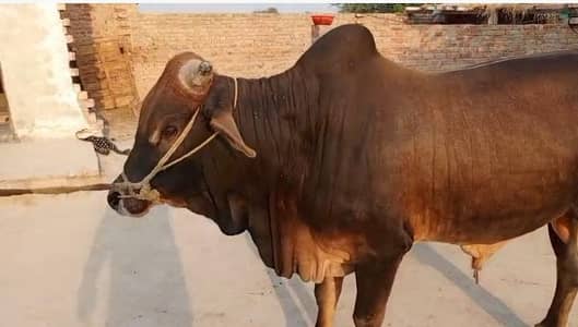 qurbani ke liye pyara aur khubsurat janwar Donda 0300/4978/132