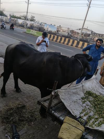 Pure Black bull