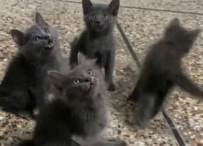 British Shorthair Kittens