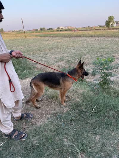 German shepherd session coat female
