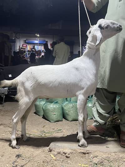 Goat for sale
