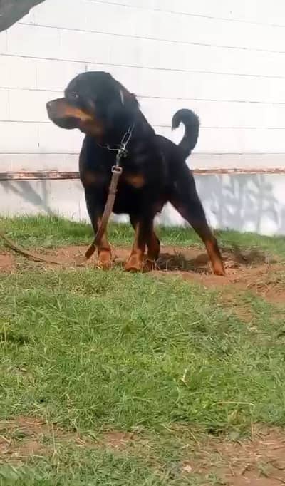 Rottweiler Breeder Females