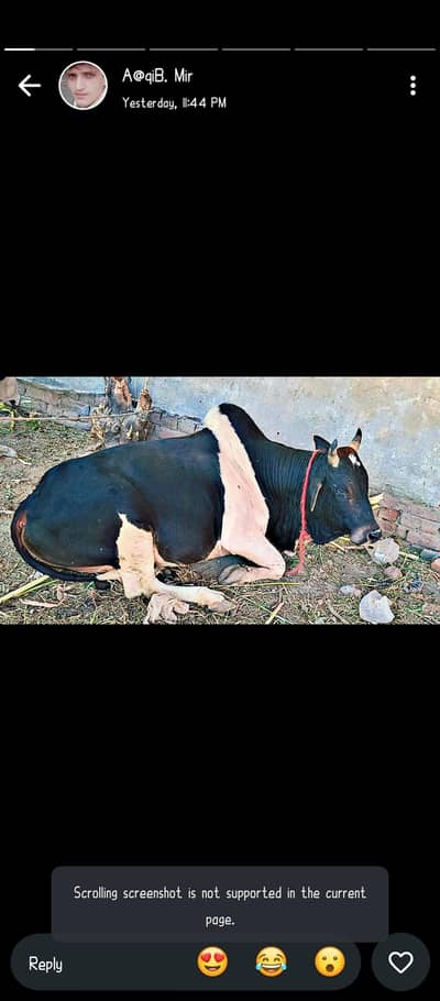 Kashmiri bull for sacrifice