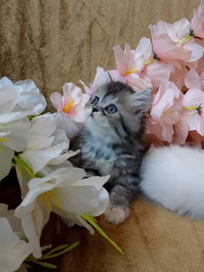 PERSIAN KITTEN