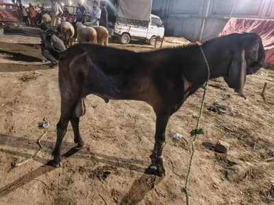 urgent sale