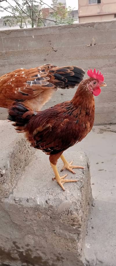 Around 2.5 Months Old Desi Pair