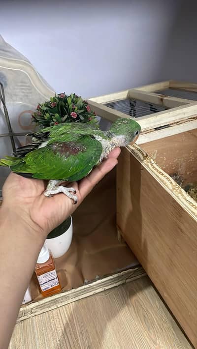 hand feed raw parrot