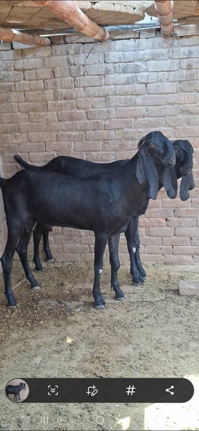 2 DANT khasi heavy weight bakron ki jori avilable