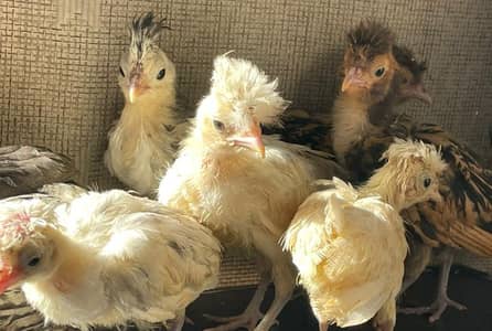POLISH CHICKS | 6 Weeks | Pure Breed | 4 Varieties | Rs. 1,500