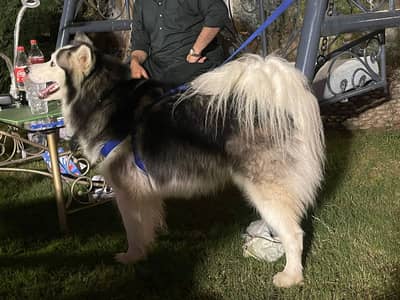 Healthy and Active Male available