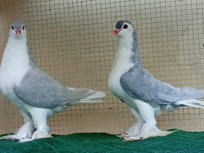 Silver Lahori sherazi Quality pair