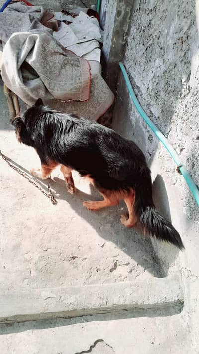 German Shepherd Breeder Dog