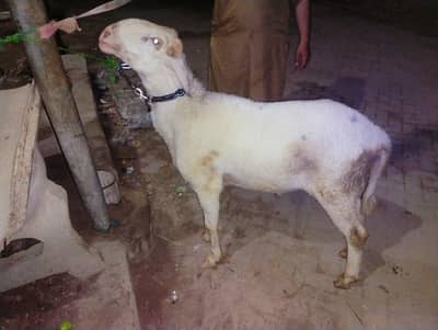 long tail dumbha