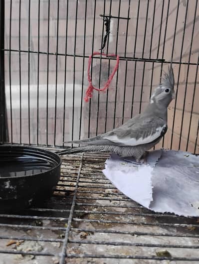 cocktail for sale