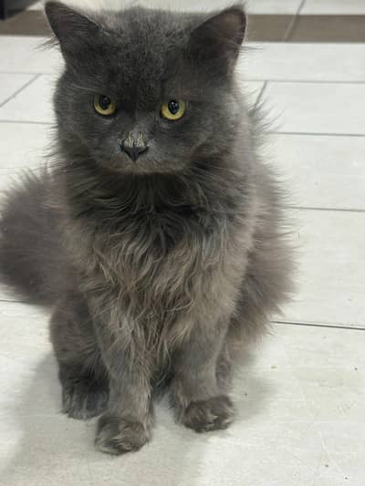 Persian cat