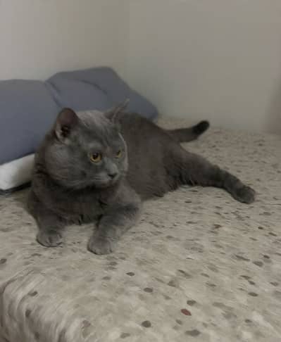 British Shorthair For Mating Only