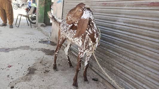 Makhi chena Desi Bakra For sale Qurbani KY liye Mery pas Bakry h