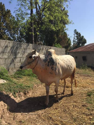 Qurbani Bull 5 Mun Kotli Sattian Mountain Raised Choga 4 Teeth