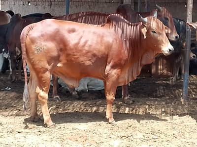 Qurbani Ka Wacha